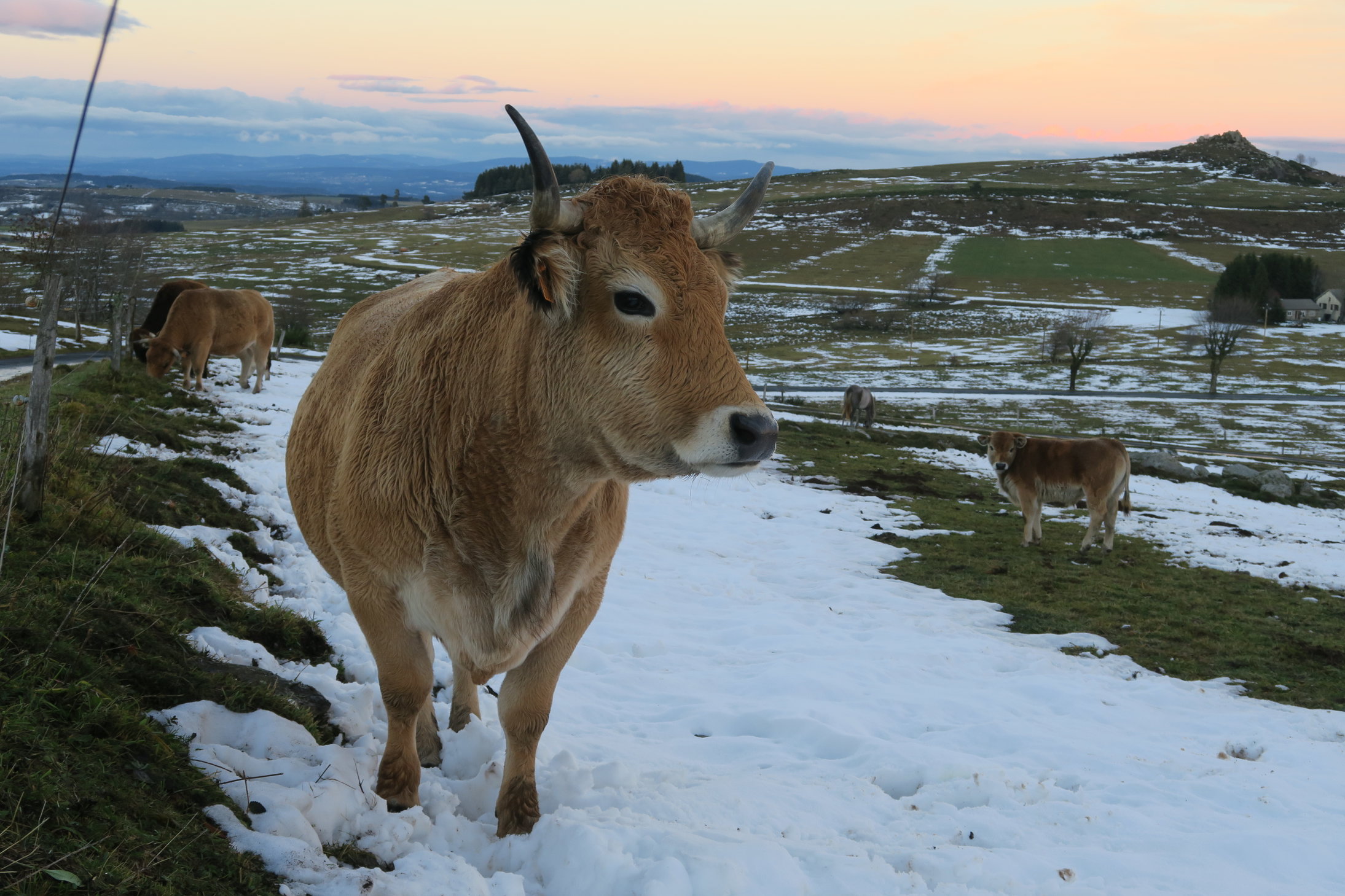 Insitu, une jolie vache dans la neige